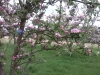 Cherry Blossoms, Northants UK