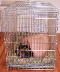 a_dude_in_a_puppy_cage
